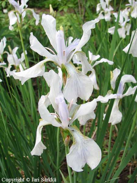 Iris sibirica 'Alba', siperiankurjenmiekka